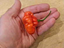 Load image into Gallery viewer, Aji Cachucha 10+ Isolated Seeds