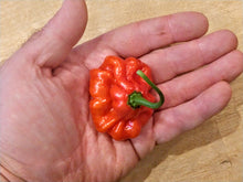 Load image into Gallery viewer, Aji Cachucha 10+ Isolated Seeds