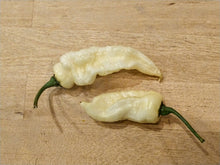 Load image into Gallery viewer, White Fatalii 10+ Isolated Seeds Capsicum Chinense