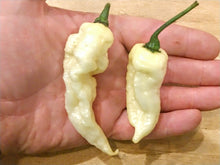 Load image into Gallery viewer, White Fatalii 10+ Isolated Seeds Capsicum Chinense