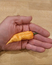 Load image into Gallery viewer, Peach Jigsaw 10+ Isolated Seeds Capsicum Chinense
