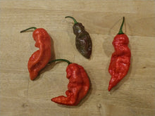 Load image into Gallery viewer, Bhut Jolokia Purple Pumpkin 10+ Isolated Seeds