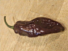 Load image into Gallery viewer, Bhut Jolokia Purple Pumpkin 10+ Isolated Seeds