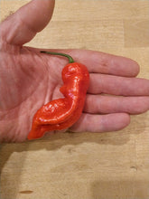 Load image into Gallery viewer, Bhut Jolokia Purple Pumpkin 10+ Isolated Seeds