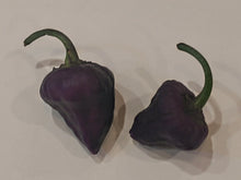 Load image into Gallery viewer, Purple Ufo 10+ Isolated Seed's