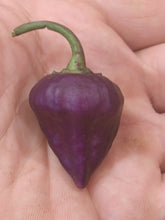 Load image into Gallery viewer, Purple Ufo 10+ Isolated Seed's