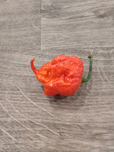 Load image into Gallery viewer, Zing 10+ Isolated Seeds Capsicum Chinense