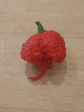 Load image into Gallery viewer, Zing 10+ Isolated Seeds Capsicum Chinense