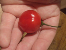 Load image into Gallery viewer, Malawi Piquante 10+ Isolated Seeds Capsicum Baccatum