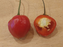 Load image into Gallery viewer, Malawi Piquante 10+ Isolated Seeds Capsicum Baccatum
