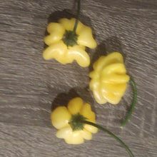 Load image into Gallery viewer, Brazilian Yellow Starfish, Unique Shape, Medium Heat pepper pods, isolated seeds by Atomic Pepper Seeds