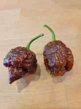 Load image into Gallery viewer, Chocolate Satan Strain Moruga Scorpion 10+ isolated seeds
