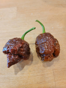 Chocolate Satan Strain Moruga Scorpion 10+ isolated seeds