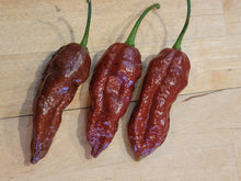 Load image into Gallery viewer, Chocolate Fatalii 10+ Isolated seeds
