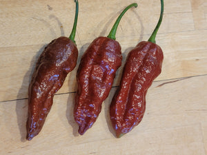 Chocolate Fatalii 10+ Isolated seeds