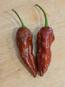 Chocolate Fatalii 10+ Isolated seeds