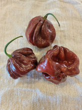 Load image into Gallery viewer, Chocolate Scotch Bonnet 10+ Isolated Seeds
