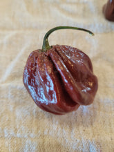 Load image into Gallery viewer, Chocolate Scotch Bonnet 10+ Isolated Seeds
