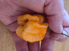 Load image into Gallery viewer, Peach Purple Ghost Scorpion pepper harvest, Ghost Pepper x Scorpion cross from Atomic Pepper Seeds
