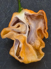 Load image into Gallery viewer, Peach Purple Ghost Scorpion pepper pod close-up, peach-gold super hot from Atomic Pepper Seeds
