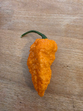 Load image into Gallery viewer, Fried Chicken pepper harvest, orange blistered pods isolation-grown by Atomic Pepper Seeds
