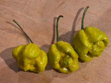 Load image into Gallery viewer, Three White Hot Lime pepper pods showing the yellow mustard phenotype with wrinkled superhot texture
