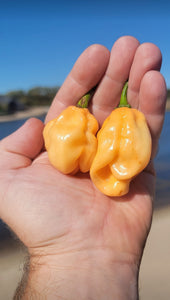 Peach Habanero 10+ Isolated Seeds