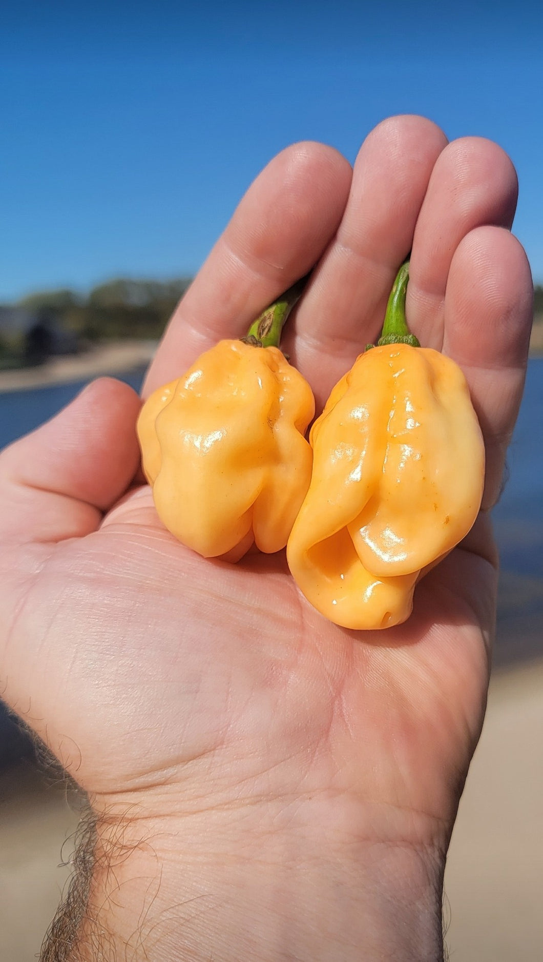 Peach Habanero 10+ Isolated Seeds