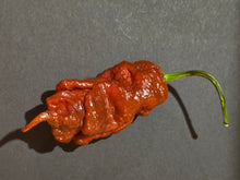 Load image into Gallery viewer, Chocolate Tiberius Mauler pepper pod on gray background showing deep chocolate brown wrinkled skin and twisted tail
