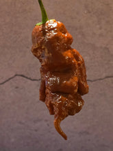 Load image into Gallery viewer, Chocolate Tiberius Mauler pepper pod hanging from stem showing gnarly contorted shape and rich chocolate color

