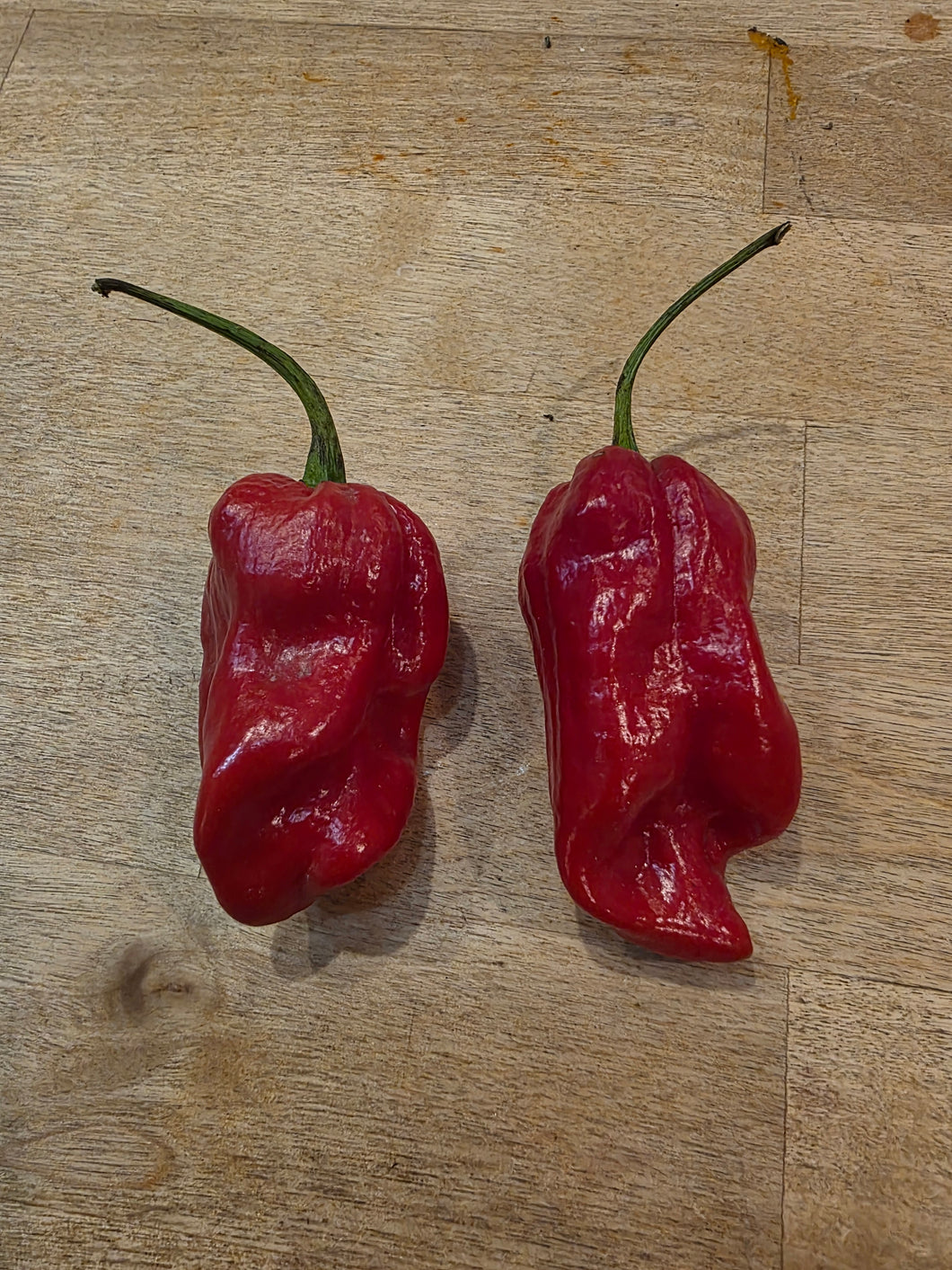Red Habanero 10+ isolated seeds
