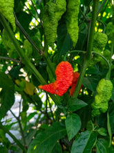 Load image into Gallery viewer, Atomics Killer Beez 10+ isolated seeds
