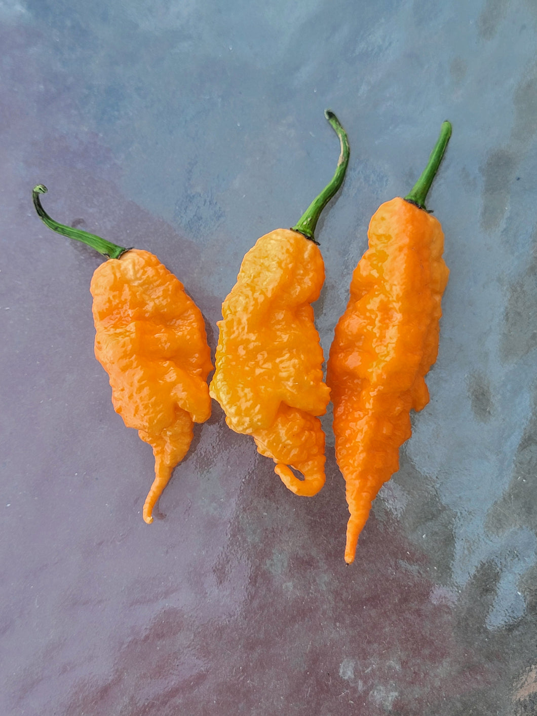 Atomics Orange Painsickle