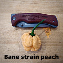 Load image into Gallery viewer, Bane strain peach 10+ Isolated seeds Capsicum chinense
