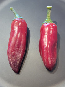 Purple Tiger x Jalapeno 10 + Isolated Seeds