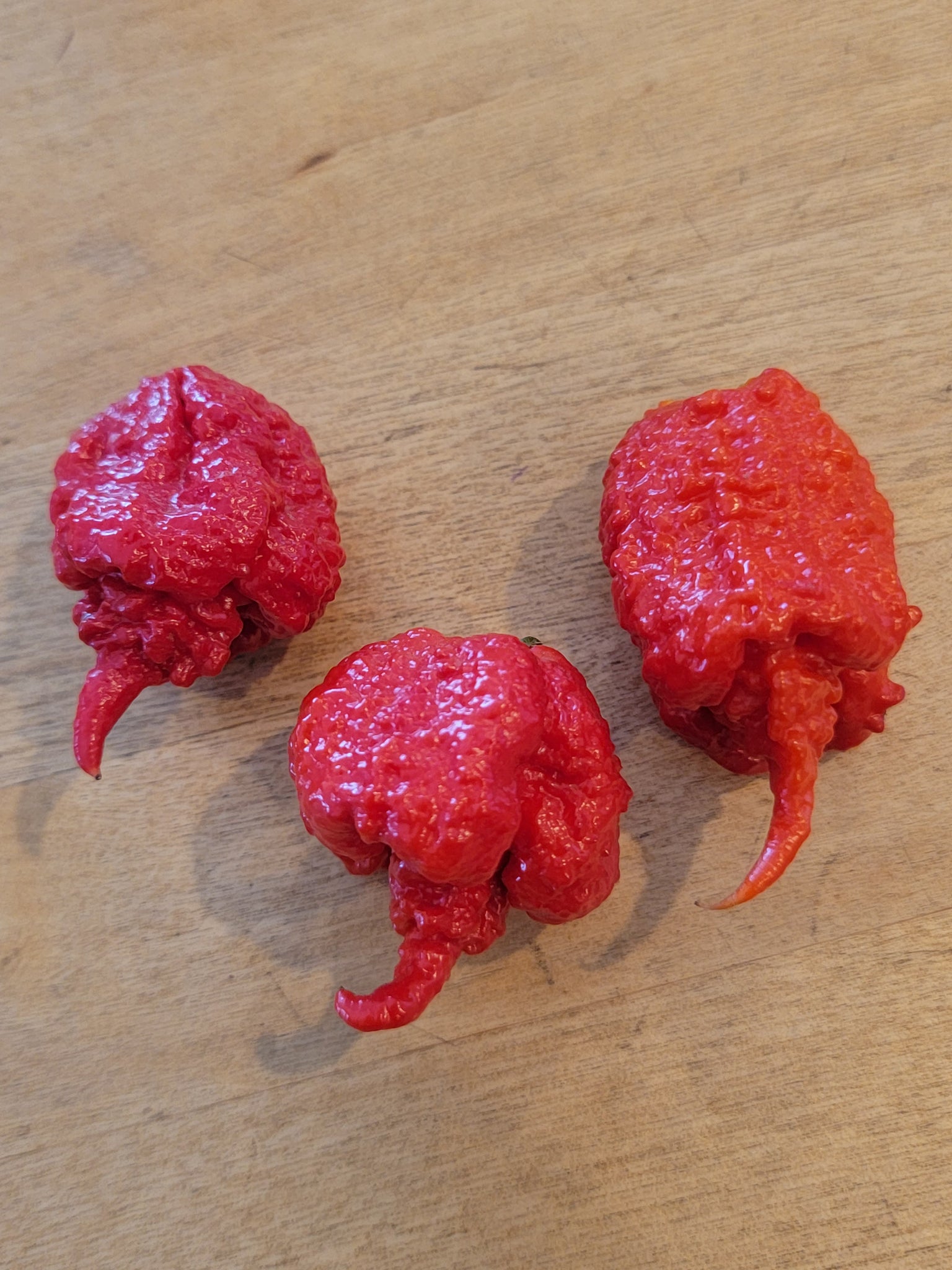dragon's breath plant seeds Dragon's Breath Pepper Seeds — Extreme