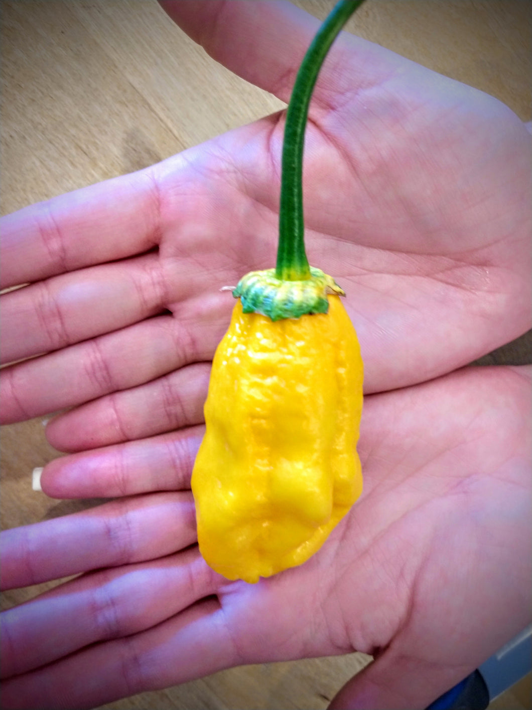 7 pot yellow bubble gum 10+ Isolated seeds Capsicum chinense