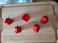 Load image into Gallery viewer, Moruga Scorpion Satan Strain 10+ Isolated Seeds capsicum chinense
