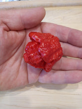 Load image into Gallery viewer, Moruga Scorpion Satan Strain 10+ Isolated Seeds capsicum chinense
