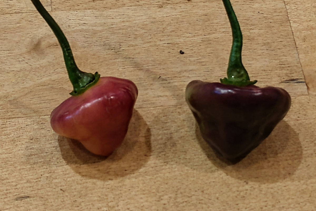 Cheiro Roxa 10+ Isolated seeds Capsicum chinense – atomicpepperseeds