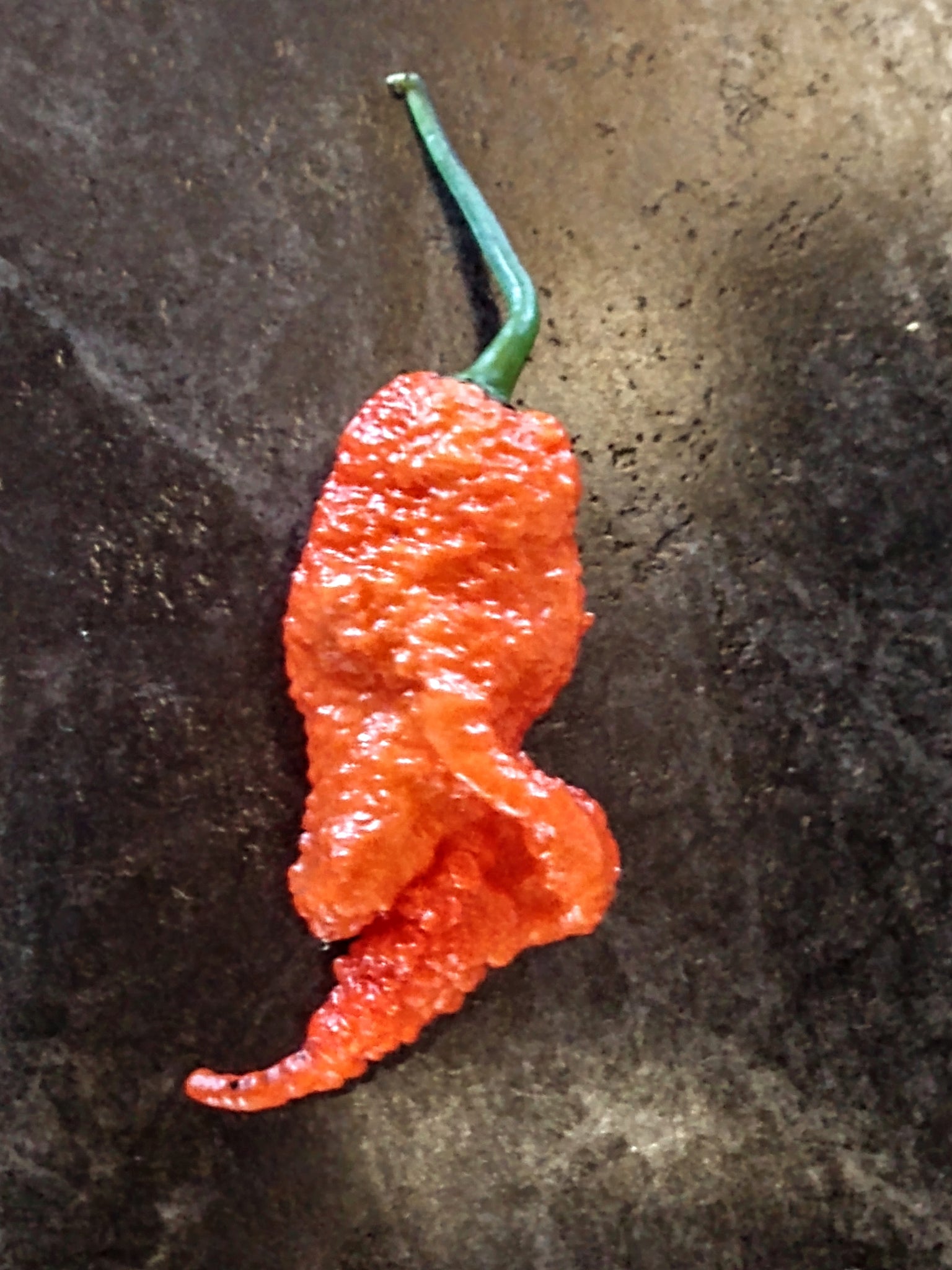 Fatalii Red - Capsicum chinense - De Hobbytuinder.nl Fatalii Red - Capsicum chinense - De Hobbytuinder.nl
