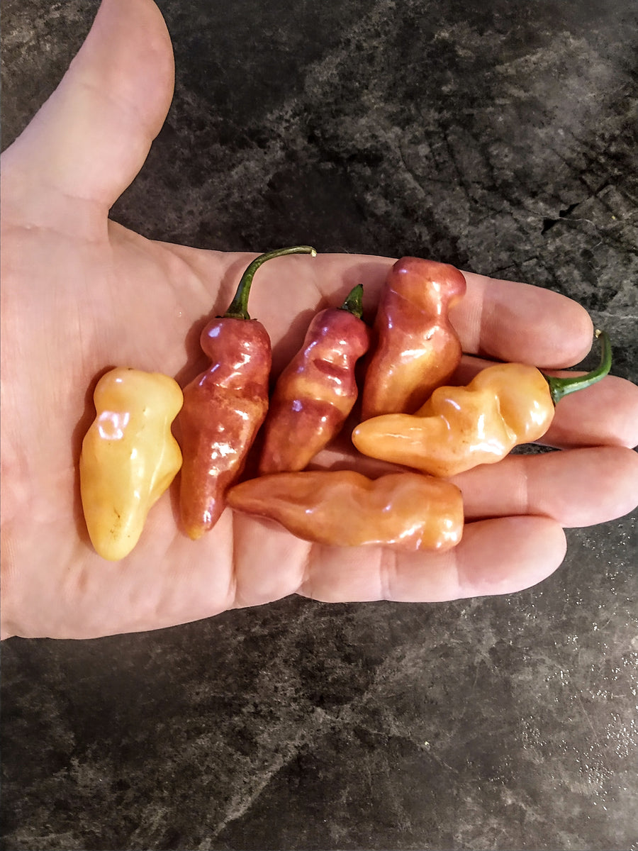 Fidalgo roxa 10 + Isolated seeds Capsicum chinense – atomicpepperseeds