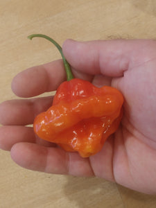 Aji Cachucha 10+ Isolated Seeds